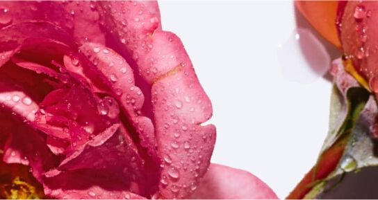 Explore the Rose Collection banner image